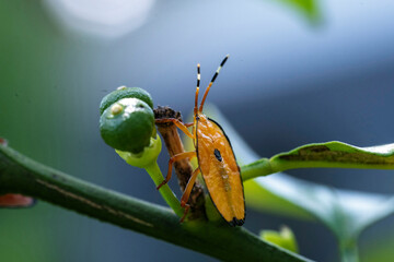 Bronze orange bug (Musgraveia sulciventris) on a citrus plant