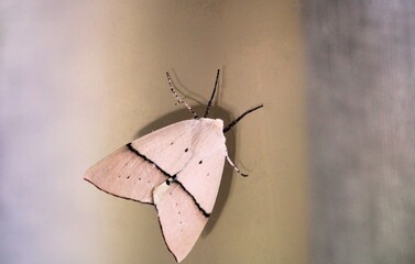 Obraz premium Fallen Bark Looper Moth (Gastrophora henricaria) sheltering during the day, South Australia