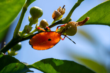 Bronze orange bug (Musgraveia sulciventris) on a citrus plant