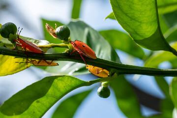 Bronze orange bugs (Musgraveia sulciventris) on a citrus plant