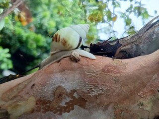 white snail, tree snail, albino snail (amphidromus inversus) crawling on a branch