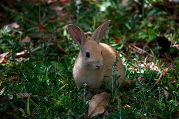 European Rabbit (Oryctolagus cuniculus)