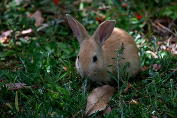 European Rabbit (Oryctolagus cuniculus)