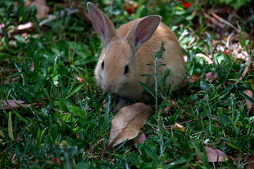 European Rabbit (Oryctolagus cuniculus)