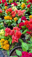 Vibrantly colored flowers planted in pots in the nursery - Celosia plumosa