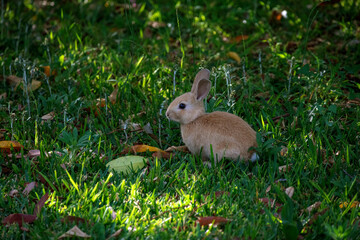 European Rabbit (Oryctolagus cuniculus)