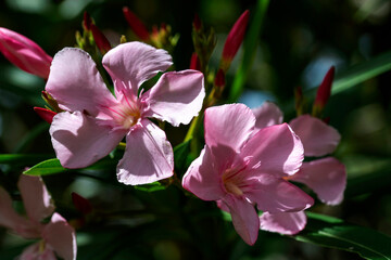 Oleander (Nerium oleander) Flowers