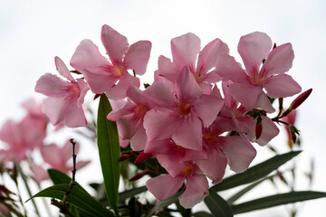 Pink oleander flowers (Nerium oleander) bloom