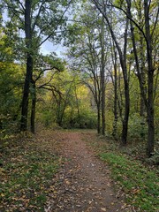 Fototapeta premium Path in the woods
