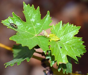 Two mature grape leaves with a black caterpillar on them.