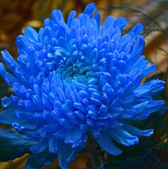 Obraz premium A large flower full of blue petals, pierced by sunlight.