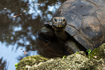 Giant tortoise in a pool of water