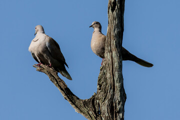 Pigeon doves on a branch, pair of birds