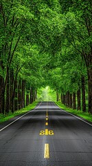 Fototapeta premium Green Canopy Road Through Forest Landscape Nature Scenery