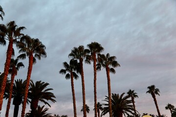 Overcast sky of Tropical Palm Trees