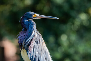 Heron at the swamp, rookery, tri-colored
