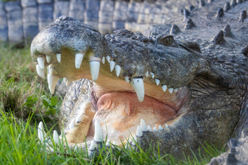 Saltwater crocodile open mouth head