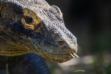 Giant lizard head, komodo dragon