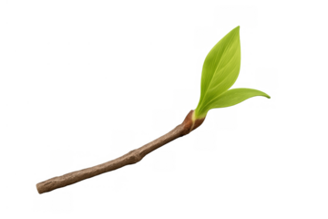 Young green leaves emerging from a twig, symbolizing new beginnings, growth, and nature's revival in spring