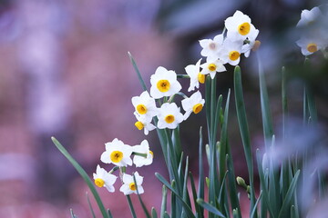 白い水仙の花
