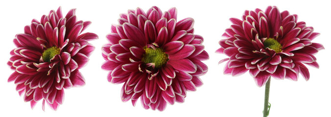 Beautiful chrysanthemum flower isolated on white, set