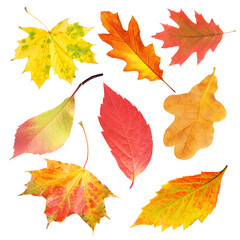 Beautiful autumn leaves isolated on white, set. Fall season
