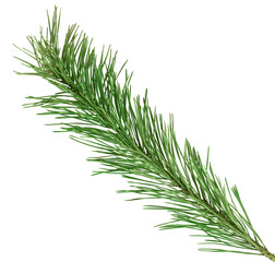 Spruce branch on transparent, png. Fir . Christmas decoration. Forest.