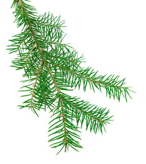 Pine cones with branches on transparent, png. Fir with cones. Christmas decoration. Forest. Pine Branches with Pine Cones. Spruce leaves and Cones.
