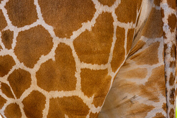 Giraffe print with hearts
