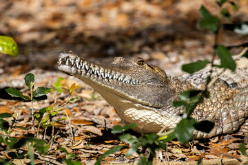 Freshwater crocodile in the leaves
