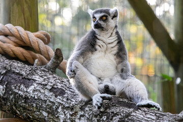 Ring tailed lemur sitting 