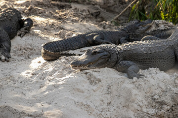 American alligators on a beach of sand in a swamp