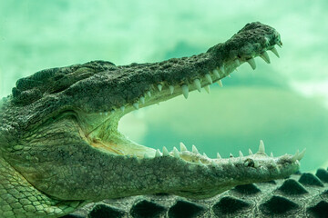 Saltwater crocodile, small female, under blue water