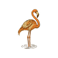 Elegant Flamingo Standing in Water  Illustration