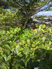 close up looks of Bucida molineti tree or in Indonesian it is called 