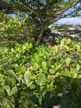 close up looks of Bucida molineti tree or in Indonesian it is called "Ketapang Kencana tree" leaves