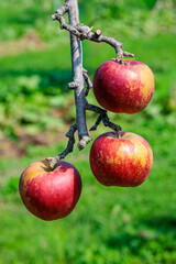 Close-up of delicious Akibae apples in an autumn orchard.