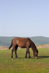 Vertical photo. Full body dark brown horse grazes and eats green grass on hill field with mountain in background. Concept of lunch, breakfast, dinner, herd, pet care, nutrition, farm, rest