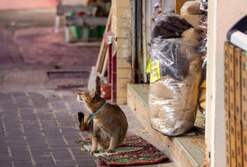 cat keep by the convenience store on the street