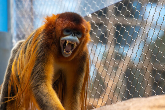Snub-nosed monkey move in the park