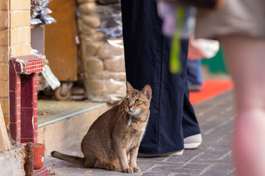 cat keep by the convenience store on the street