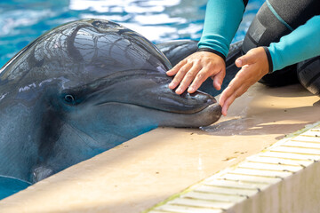 the domestics dolphins are trained by trainer in hong kong