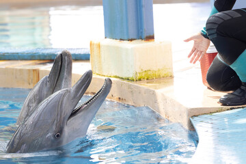 the domestics dolphins are trained by trainer in hong kong