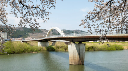 a bridge view with Sakura Cherry blossom in Hitome Senbonzakura, in Japan at miyagi, near ogawara