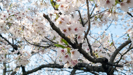 Sakura Cherry blossom in Hitome Senbonzakura