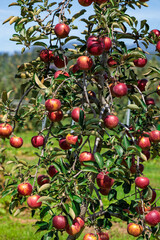 View of a delicious Akibae apple orchard in autumn.