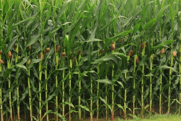 Sweet corn fields ready for harvest