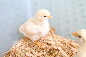 生まれたての可愛いひよこ