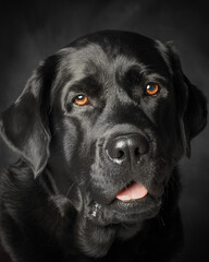 Fototapeta premium Labrador Retriever dog on a black background studio photo. Black Labrador.