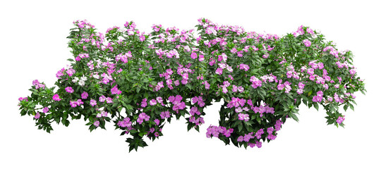 Tropical plant pink flower bush tree isolated on white background with clipping path.	

